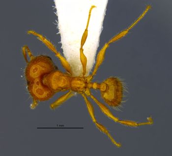Media type: image;   Entomology 35163 Aspect: habitus dorsal view